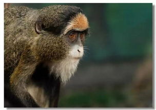 ：猴蟹寓言与风水学之交叉阐释