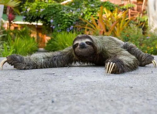 四、 水栖啮齿动物——水鼠属（Hydromys）的生态学特征