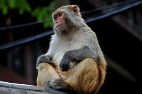 生肖猴哪个月出生最吉利？猴子最忌讳出生在哪个月呢？