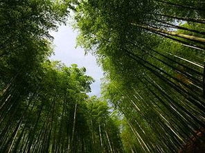 中国大竹海：大个竹子而已