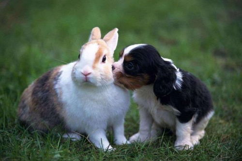 2026年属兔的人会有桃花运吗？