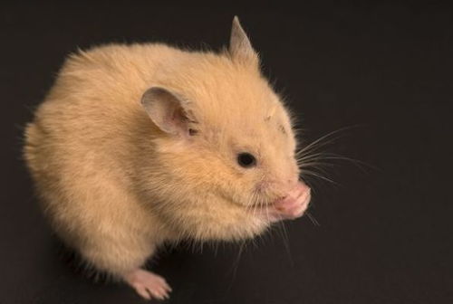 2026年5月属鼠人的运势具体是怎样的？