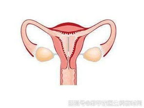 刺激子宫收缩：