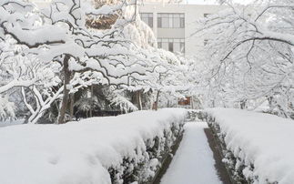 欣赏雪景：一种独特的感官体验与文化意蕴