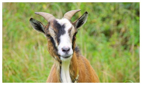 2025年属羊的人转运吉祥物是什么？春回地暖的生肖寓意是什么？