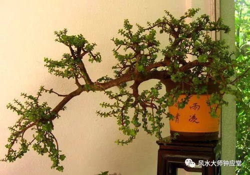 盆栽在风水中的作用和意义究竟有多大呢？