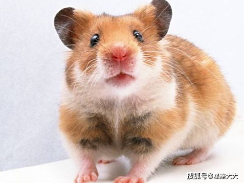 96年属鼠男性2026年财运如何？