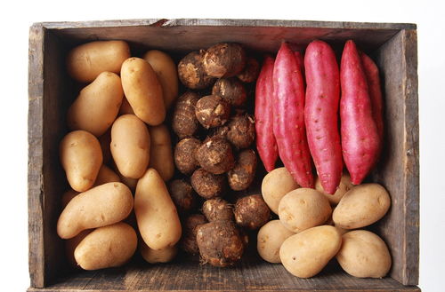 五、 肥甘厚腻之弊：滋腻碍胃与精微吸收障碍