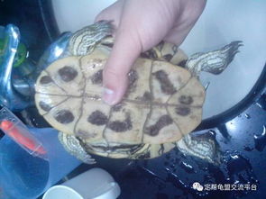 如何通过养龟数量判断吉凶？自来水养龟有哪些正确方法？