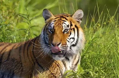 2026年属虎人吉利手机号，86年属虎人最佳手机号推荐是什么？