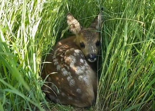 这头小鹿与那头小鹿，它们背后共藏着怎样的深情寓意？