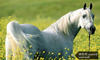 四、  购车仪式与风水禁忌的实证研究