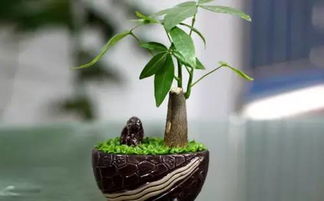 属虎的人养什么花能带来财运和好运，种什么花能旺家旺财？