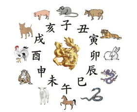 各属相的主要特点及优劣势分析