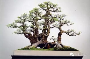 家里适合养大盆景吗？风水上有什么讲究？