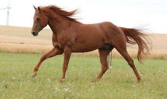 2025年属马5月爱情运势如何，2025年属马招财转运物件具体含义是什么？