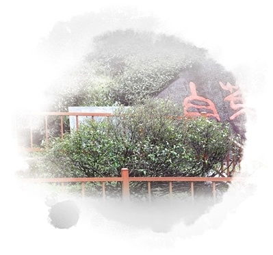 二、鬼影幢幢视觉幻象的光学机制解析