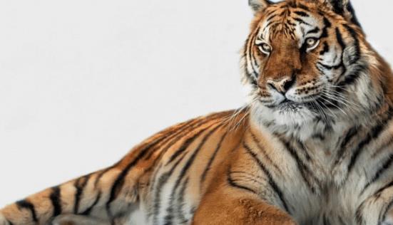 虎虎生威的名字