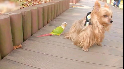 形影不离的动物是哪个生肖呢？