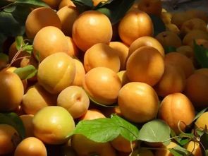 吃杏子要倒大霉？