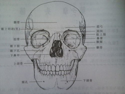 1. 基于面部拓扑结构的精确位置