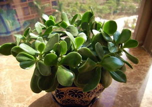 色彩协调性与整体美学的考量