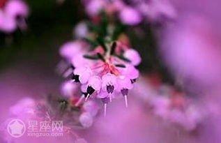 一、 欧石南：爱尔兰的土特产，射手座的救命稻草