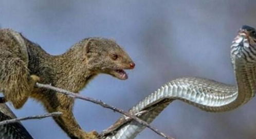 属蛇与鼠相冲吗？男属蛇和女属鼠的配对是否合适？