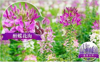 惊天黑幕大曝光！