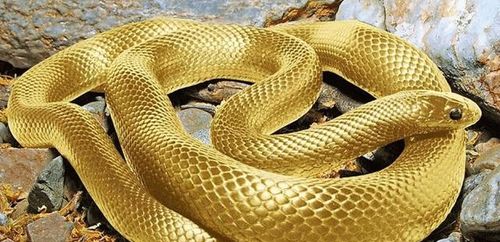 蛇的克星第一名，属蛇的命中情人，究竟是谁呢？