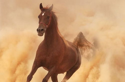 属马的男人最适合与哪种生肖的女性结婚？