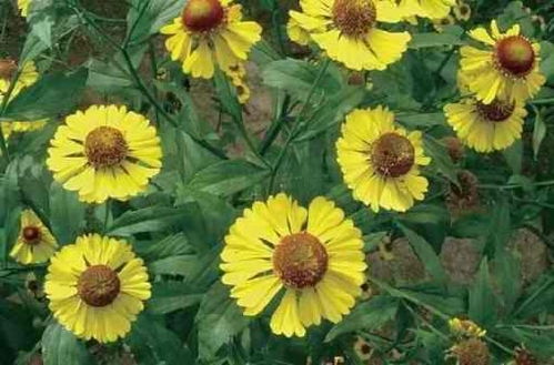 菊花是什么生肖，它又属于哪个生肖的范畴呢？