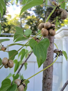 山药豆子种植在自家院落中，有没有什么风水讲究呢？