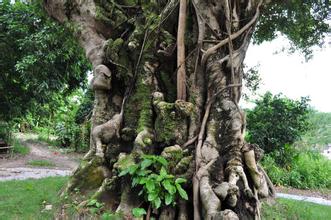风水石和风水树有什么区别？