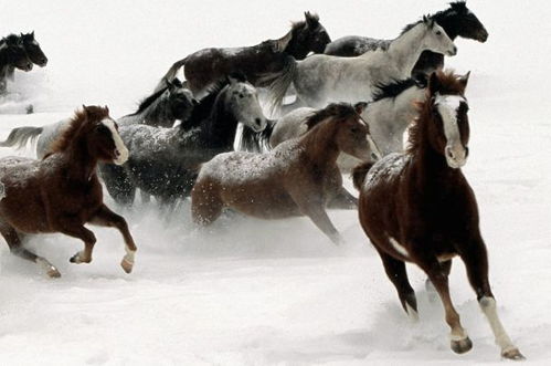 2026年2月属马人开业选择哪天最吉利？