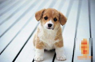 2006年农历二月初八属狗的十初八日子好吗？