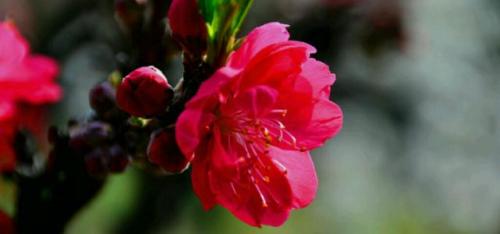 1. 北方去除鼠类及鲜花装饰之具体实施步骤