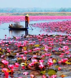 渔村花海到底值不值得去？2026年黄历警告！