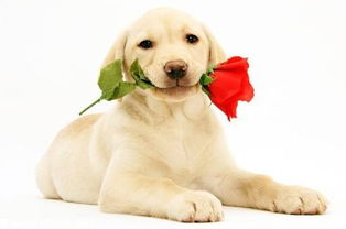 2026年9月属狗的结婚吉日是哪一天？这是不是属狗人的最佳结婚吉日呢？