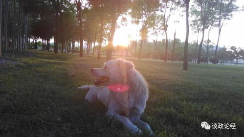 2006年属狗人全年运势详解，运势如何？