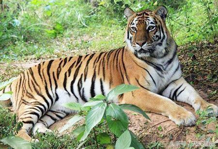 农历三月属虎女性命运如何？运势特点及人生走向详解？