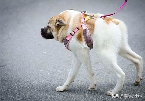 ：无身之恋的文本来源与研究意义