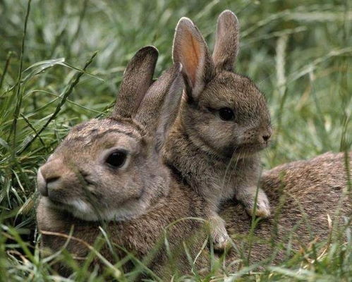 9月15日和10月24日属兔运势分别是什么？