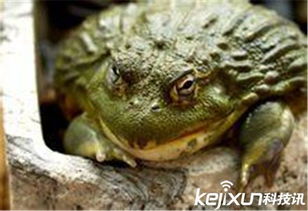 1．尺寸比例与性别差异解析