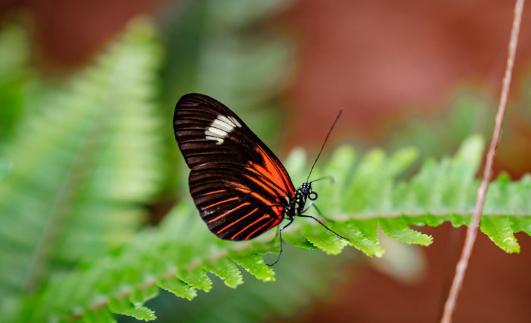 生态系统的多样性与历史的沧桑
