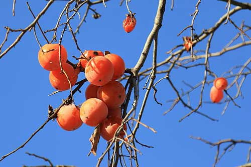 梦见摘了好多柿子究竟预示着什么含义？