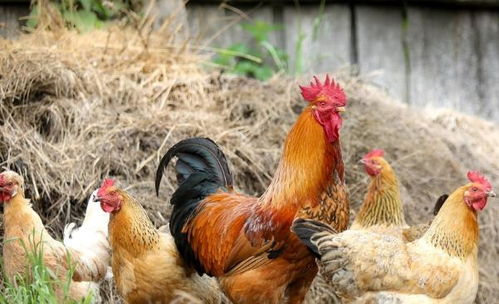 1993年属鸡的人2026年创业是否适宜？