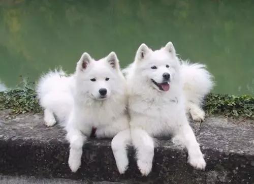 为什么要给这团毛球起名字？