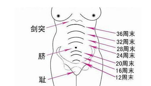 10．奴仆宮（下巴两旁）——属下支持与社群拥护