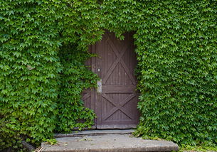 三、 适宜于围墙外种植之树种及其具体风水寓意